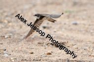 Sand Martin